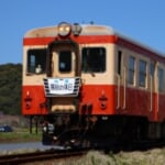 単コロキハ さんのプロフィール写真